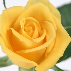 Meet your Posher, Zena